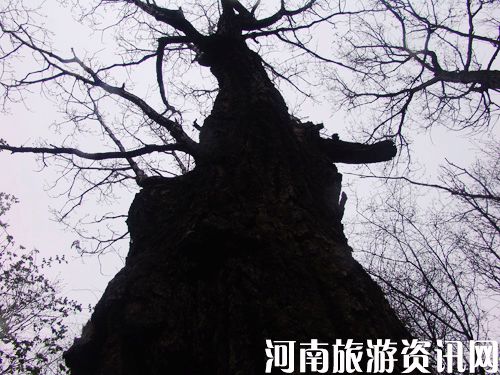 ľX 