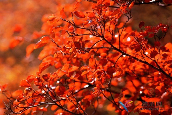 “紅”色當家別具“楓”情 河南觀紅葉景區(qū)推薦
