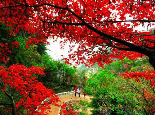 “紅”色當家別具“楓”情 河南觀紅葉景區(qū)推薦