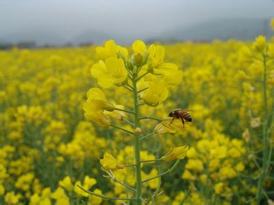 尋找春天最早的顏色 2014羅平油菜花行攝全攻略