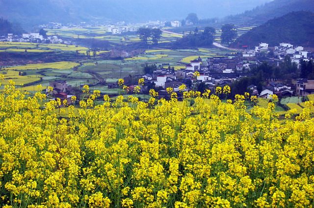 早春 和婺源來一場關于油菜花的約會吧