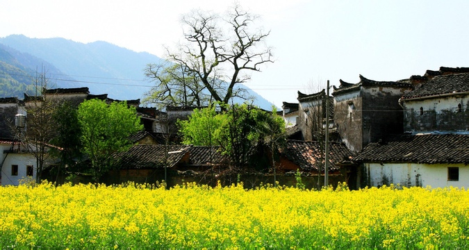 早春 和婺源來一場關(guān)于油菜花的約會吧